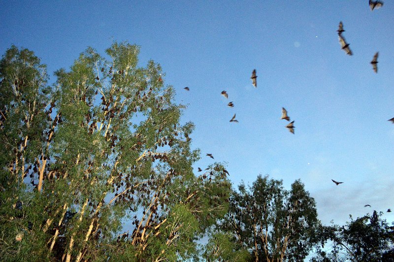 FFs (6).JPG - Peninsula Development Road (PDR) - a Flying Fox nesting area at Coen hotel park